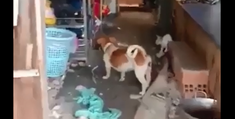 Gato e cachorro lutam juntos contra rato gigante (vídeo)