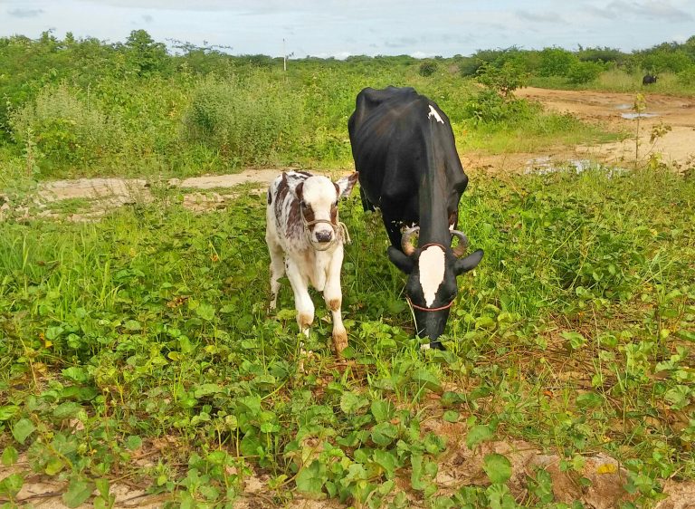 Campanha contra a febre aftosa começou nesta sexta, 1 de novembro